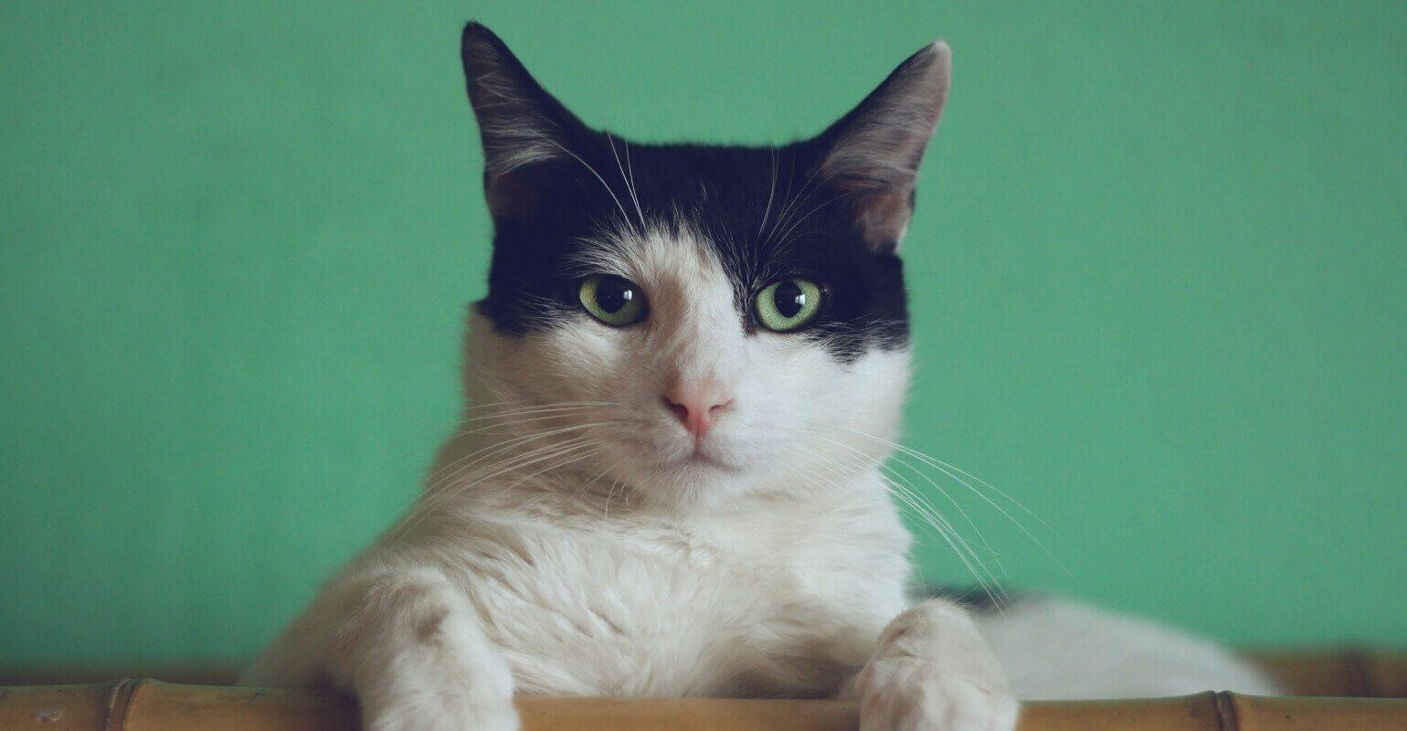 白黒猫