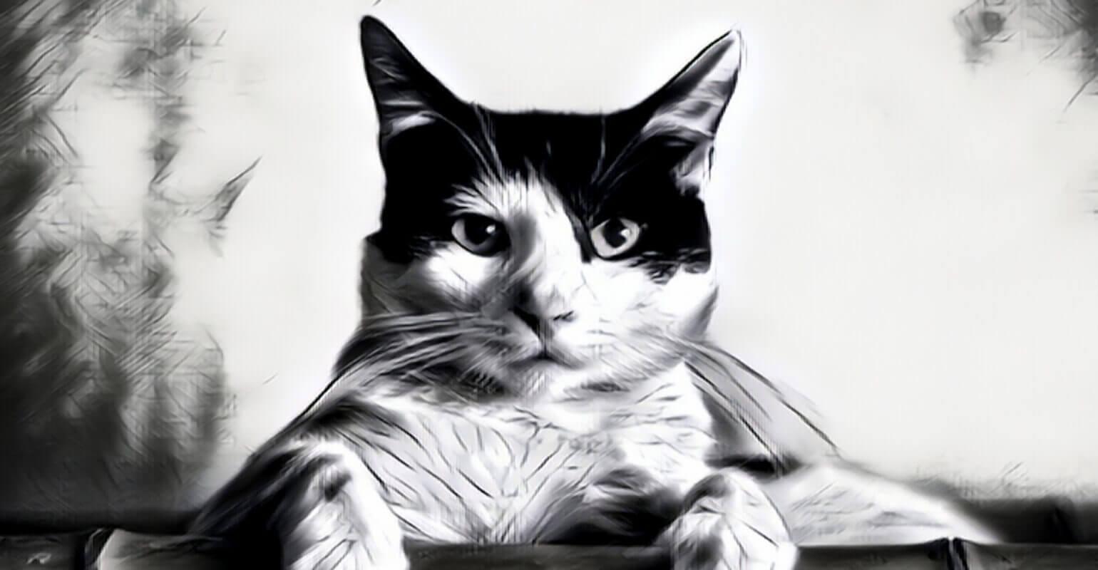 猫のスケッチ
