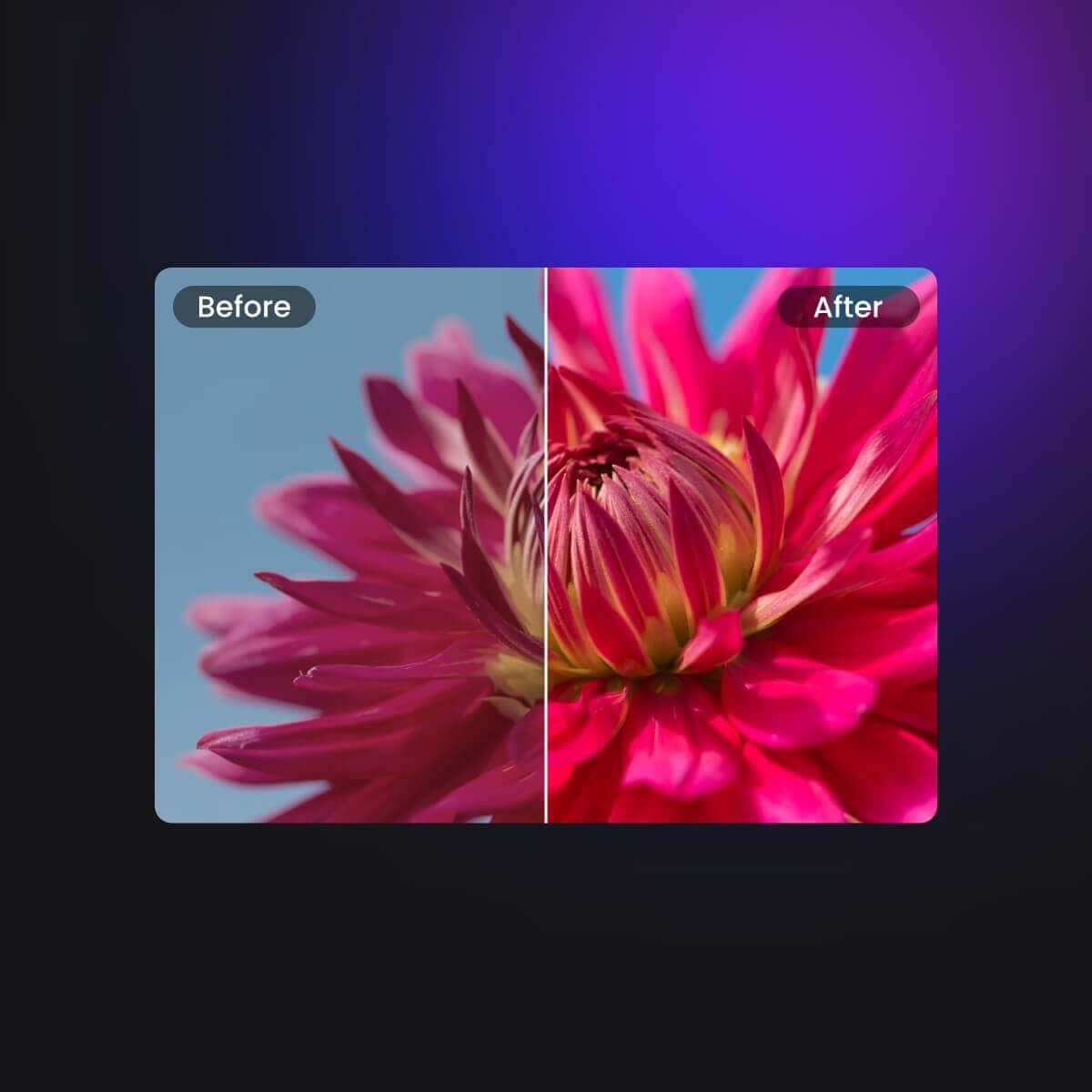 ピンクの花が写っている通常と彩度が低い画像の比較