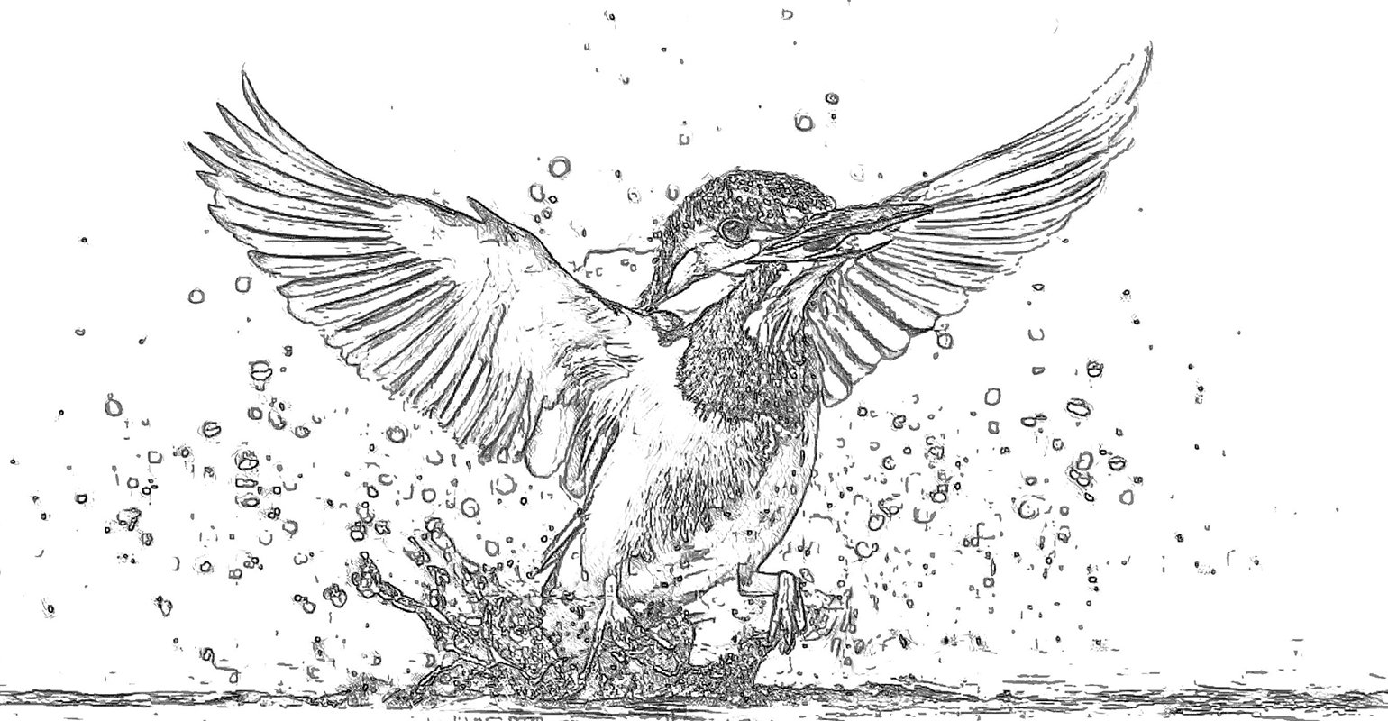 飛ぶ鳥の線画効果