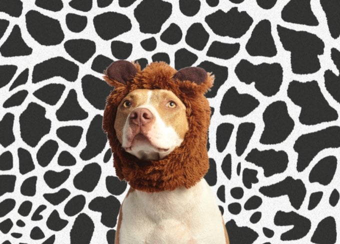 Remplacer le fond de l'image avec un fond zébré